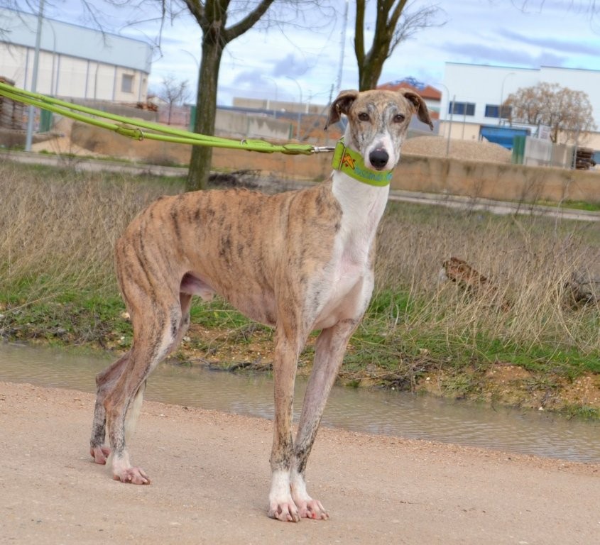 Photo de COMOYO, un lévrier en attente d adoption