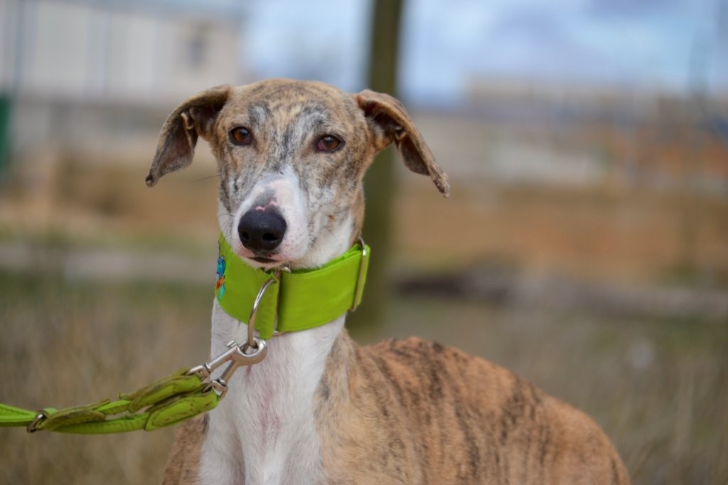 Photo de COMOYO, un lévrier en attente d adoption