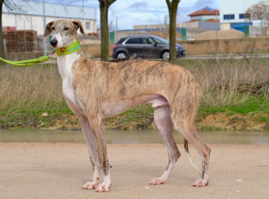 Photo de COMOYO, un lévrier en attente d adoption