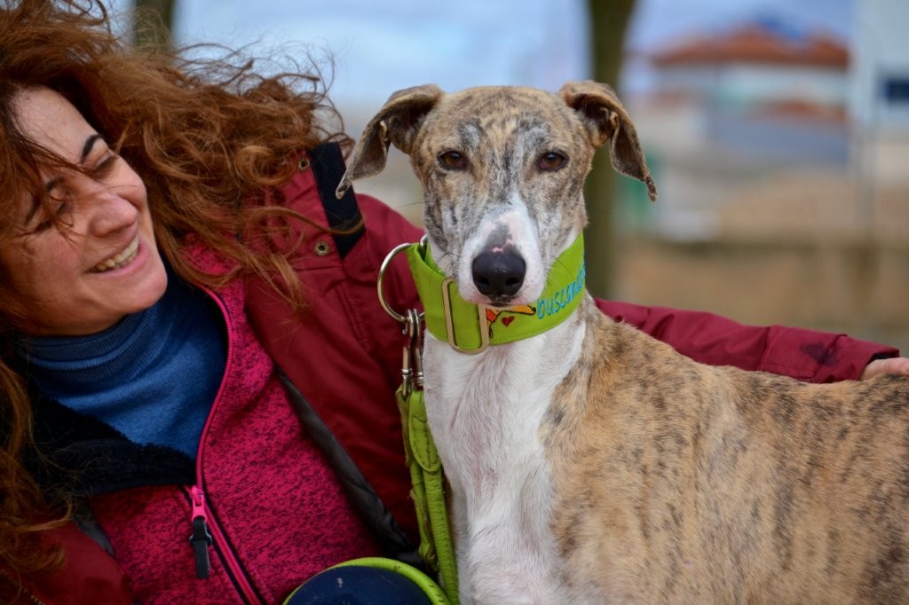 Photo de COMOYO, un lévrier en attente d adoption