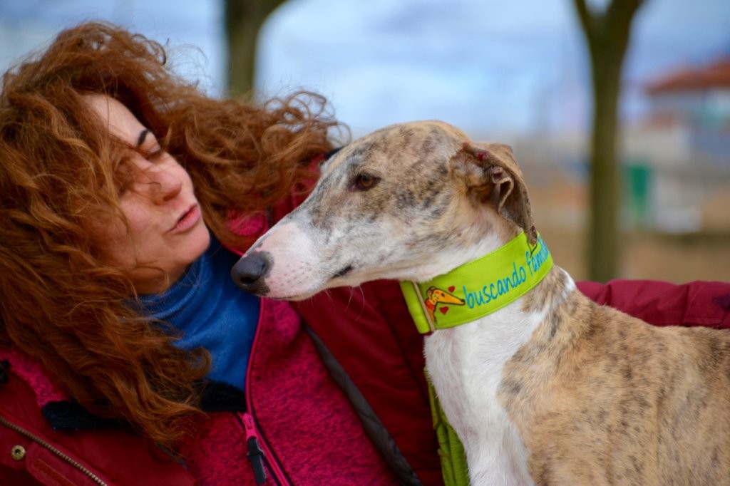 Photo de COMOYO, un lévrier en attente d adoption