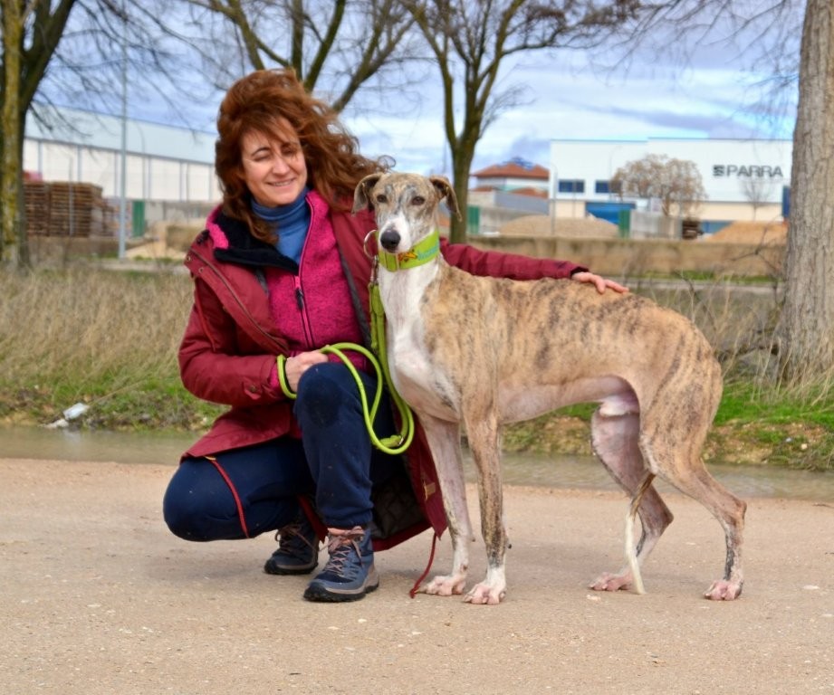 Photo de COMOYO, un lévrier en attente d adoption