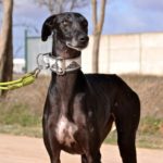 Photo de CRISTIANO, un lévrier à adopté