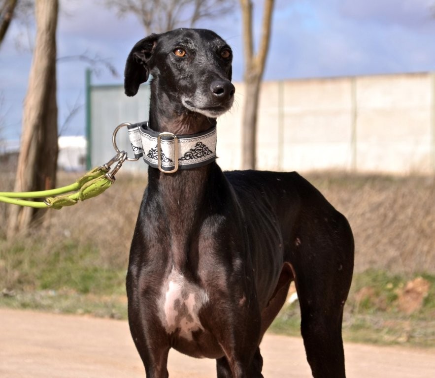 Photo de CRISTIANO, un lévrier en attente d adoption