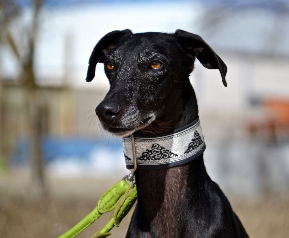 Photo de CRISTIANO, un lévrier en attente d adoption