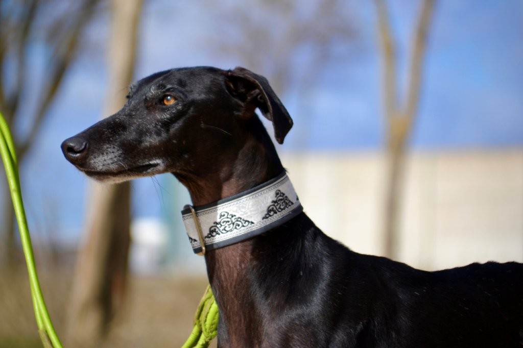 Photo de CRISTIANO, un lévrier en attente d adoption