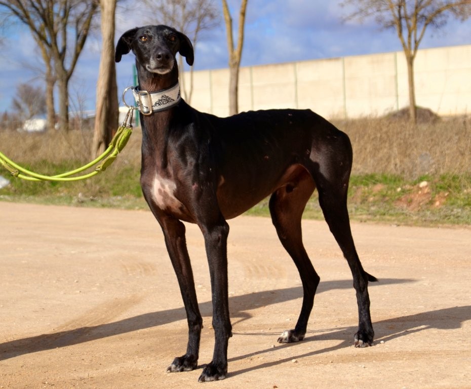 Photo de CRISTIANO, un lévrier en attente d adoption