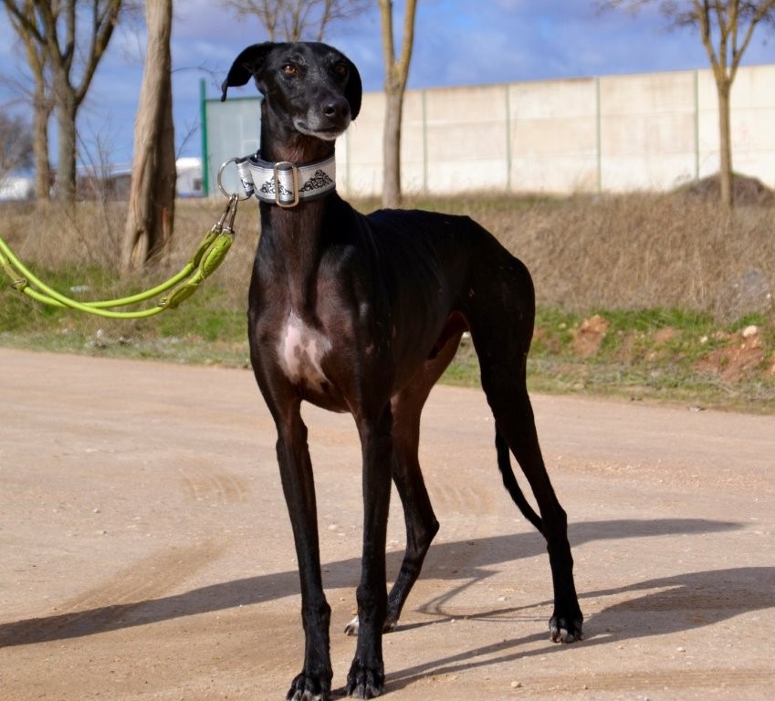 Photo de CRISTIANO, un lévrier en attente d adoption