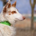 Photo de DIEGO, un lévrier à adopté