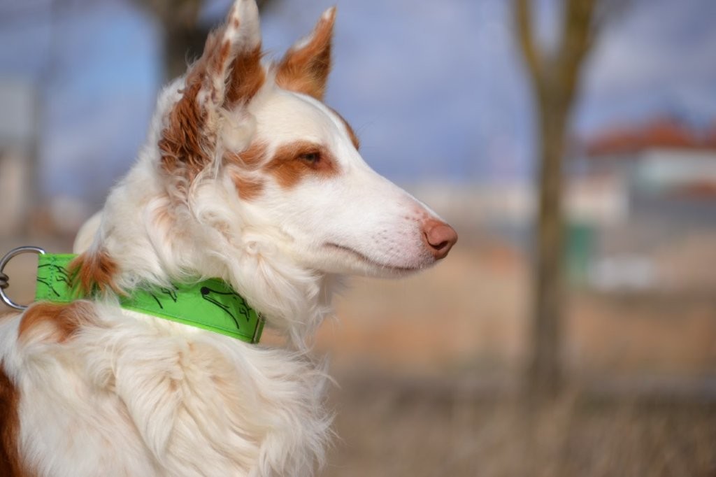 Photo de DIEGO, un lévrier en attente d adoption