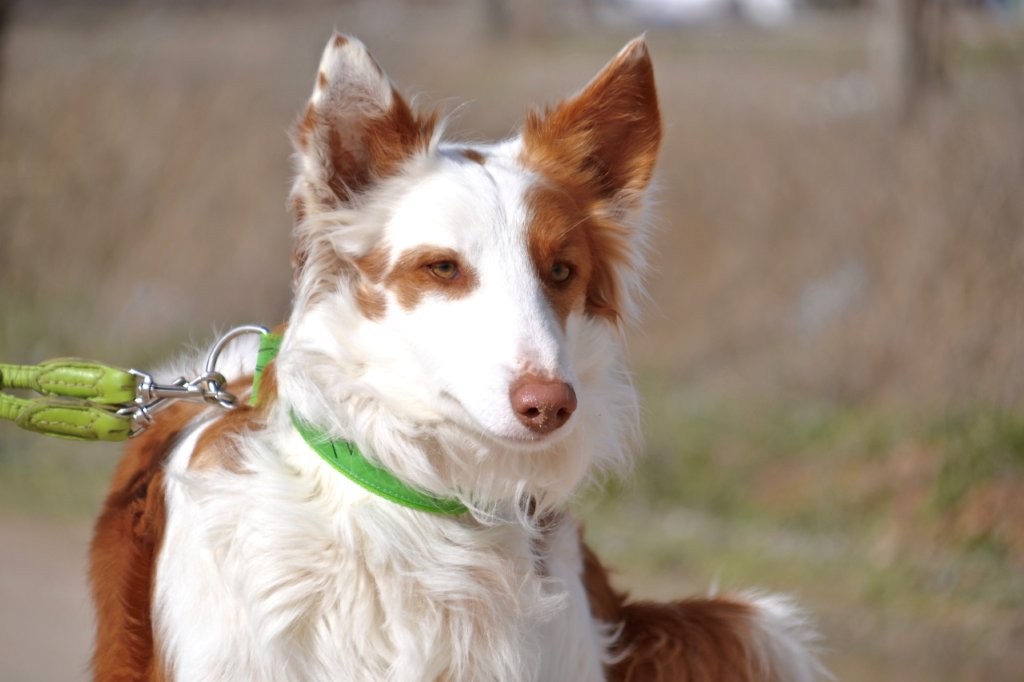 Photo de DIEGO, un lévrier en attente d adoption