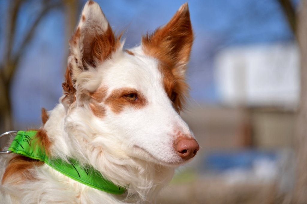 Photo de DIEGO, un lévrier en attente d adoption