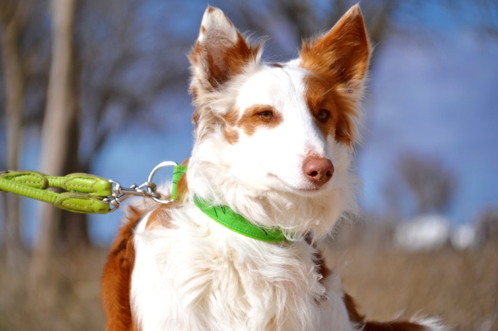 Photo de DIEGO, un lévrier en attente d adoption