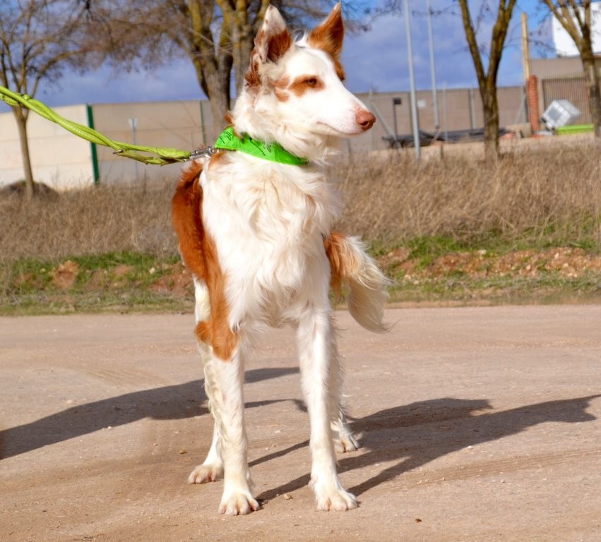 Photo de DIEGO, un lévrier en attente d adoption