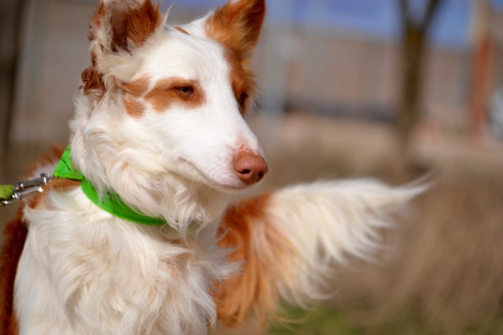 Photo de DIEGO, un lévrier en attente d adoption
