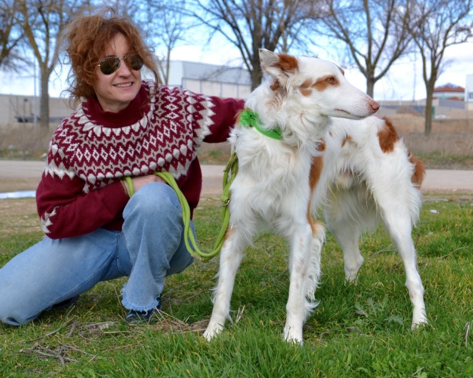 Photo de DIEGO, un lévrier en attente d adoption