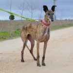 Photo de ELIZABETH, un lévrier à adopté