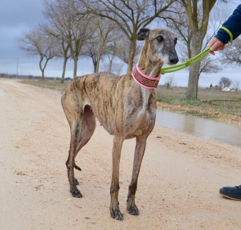 Photo de ELIZABETH, un lévrier en attente d adoption