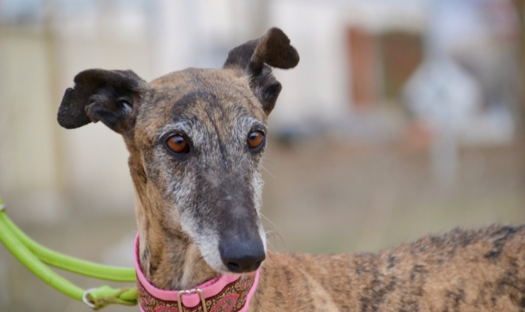 Photo de ELIZABETH, un lévrier en attente d adoption