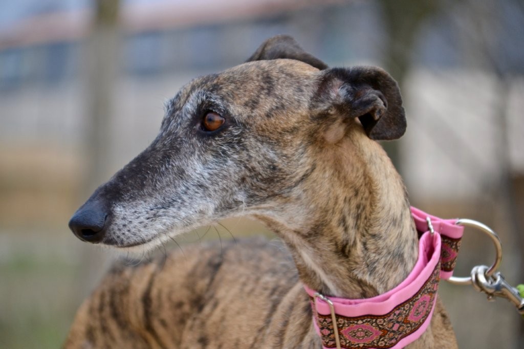 Photo de ELIZABETH, un lévrier en attente d adoption