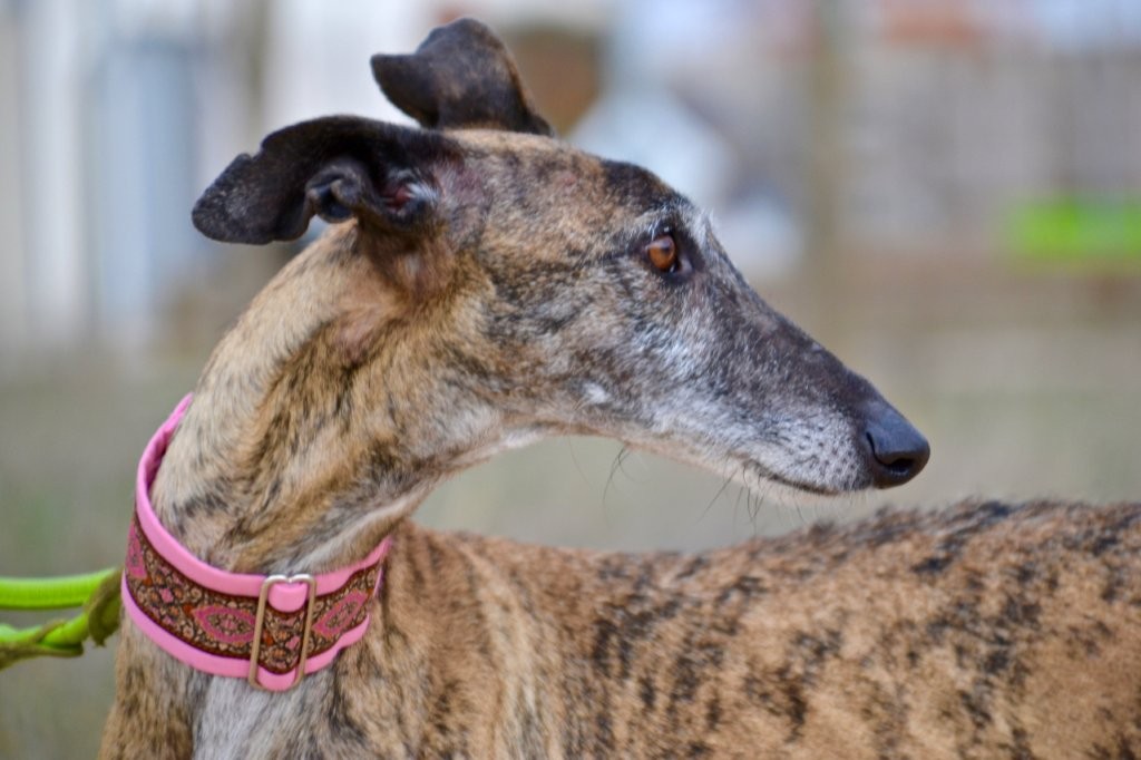 Photo de ELIZABETH, un lévrier en attente d adoption