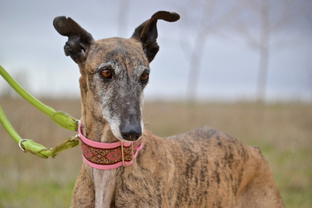 Photo de ELIZABETH, un lévrier en attente d adoption
