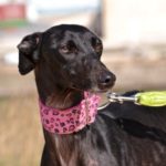 Photo de GLADYS, un lévrier à adopté