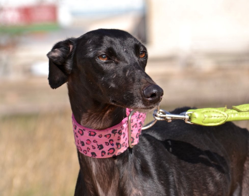 Photo de GLADYS, un lévrier en attente d adoption