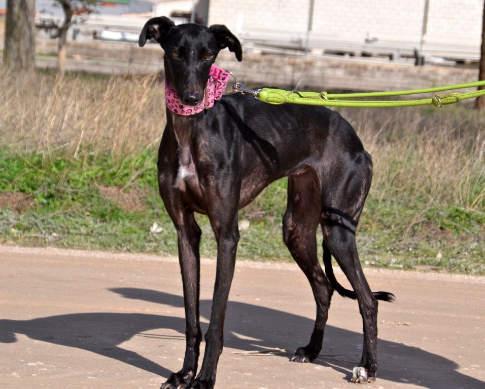 Photo de GLADYS, un lévrier en attente d adoption