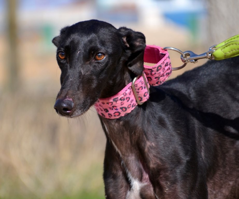 Photo de GLADYS, un lévrier en attente d adoption