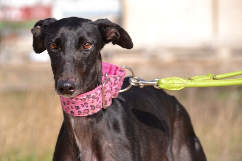 Photo de GLADYS, un lévrier en attente d adoption