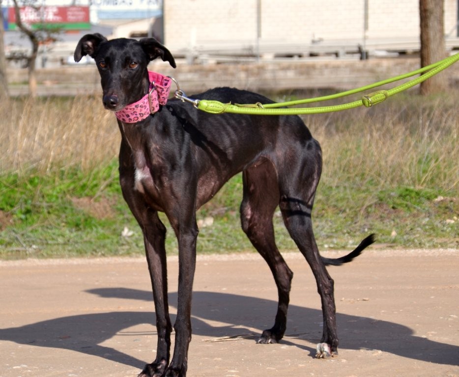 Photo de GLADYS, un lévrier en attente d adoption