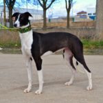 Photo de JIMENA, un lévrier à adopté