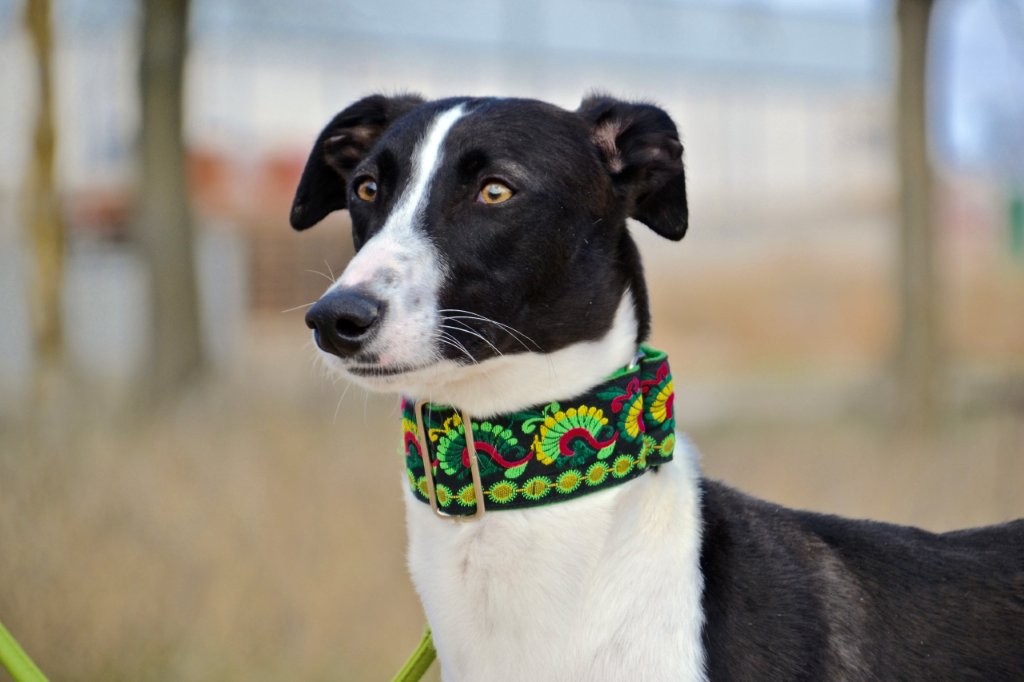 Photo de JIMENA, un lévrier en attente d adoption