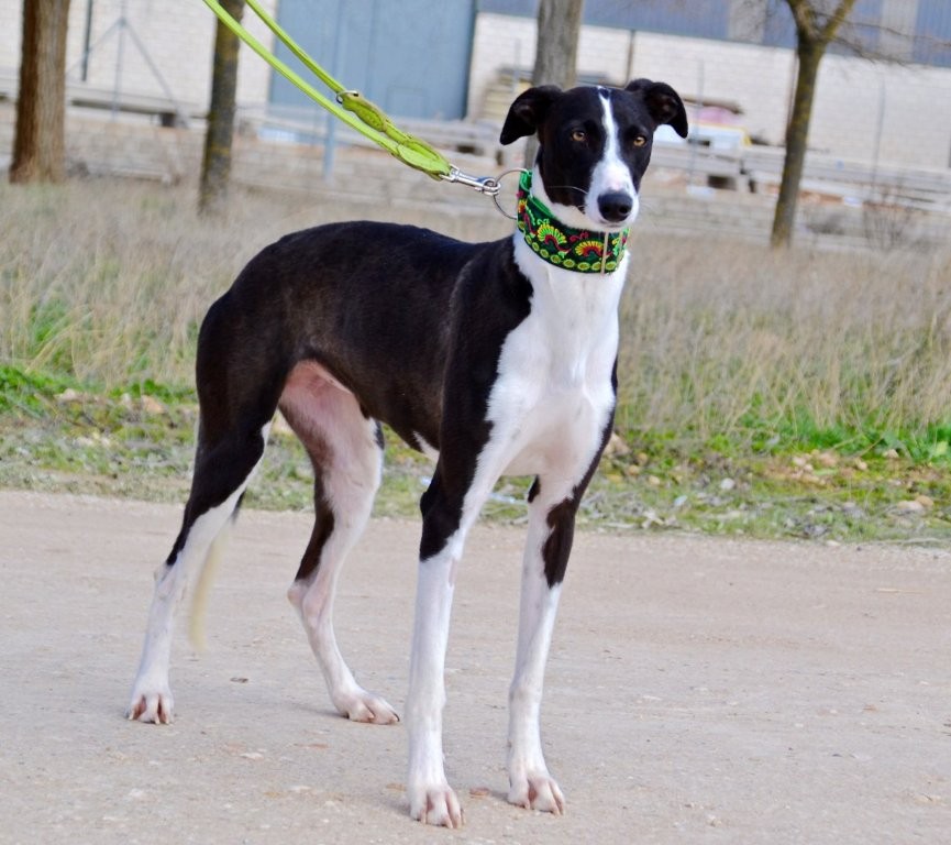 Photo de JIMENA, un lévrier en attente d adoption