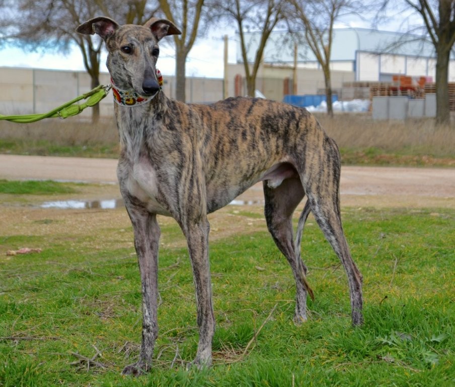 Photo de JOHNNY, un lévrier en attente d adoption