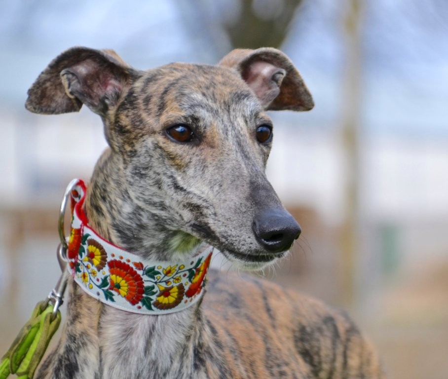 Photo de JOHNNY, un lévrier en attente d adoption