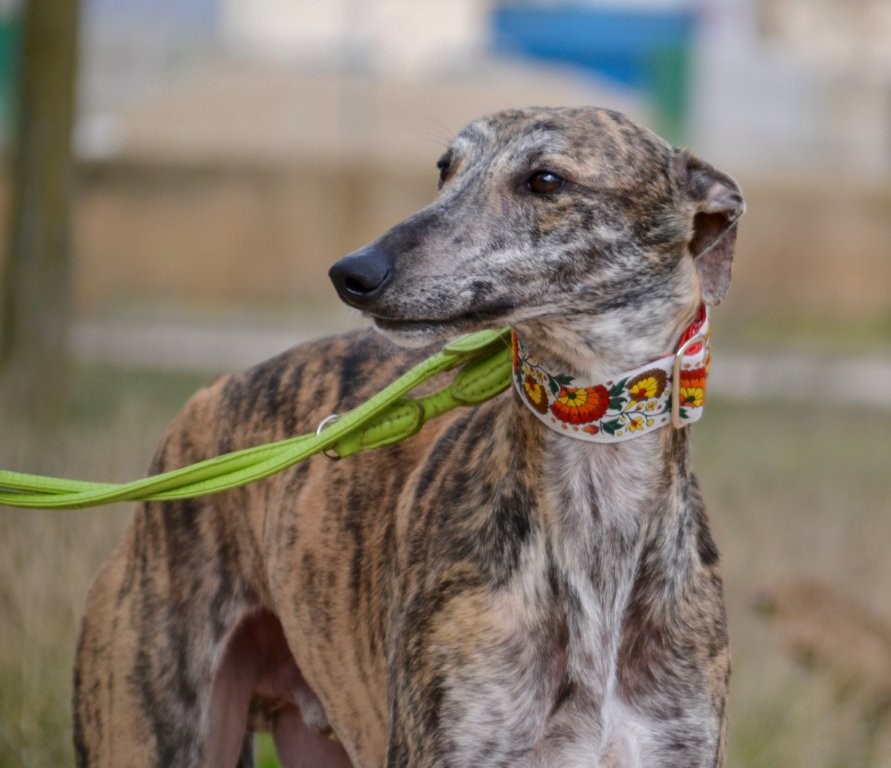 Photo de JOHNNY, un lévrier en attente d adoption