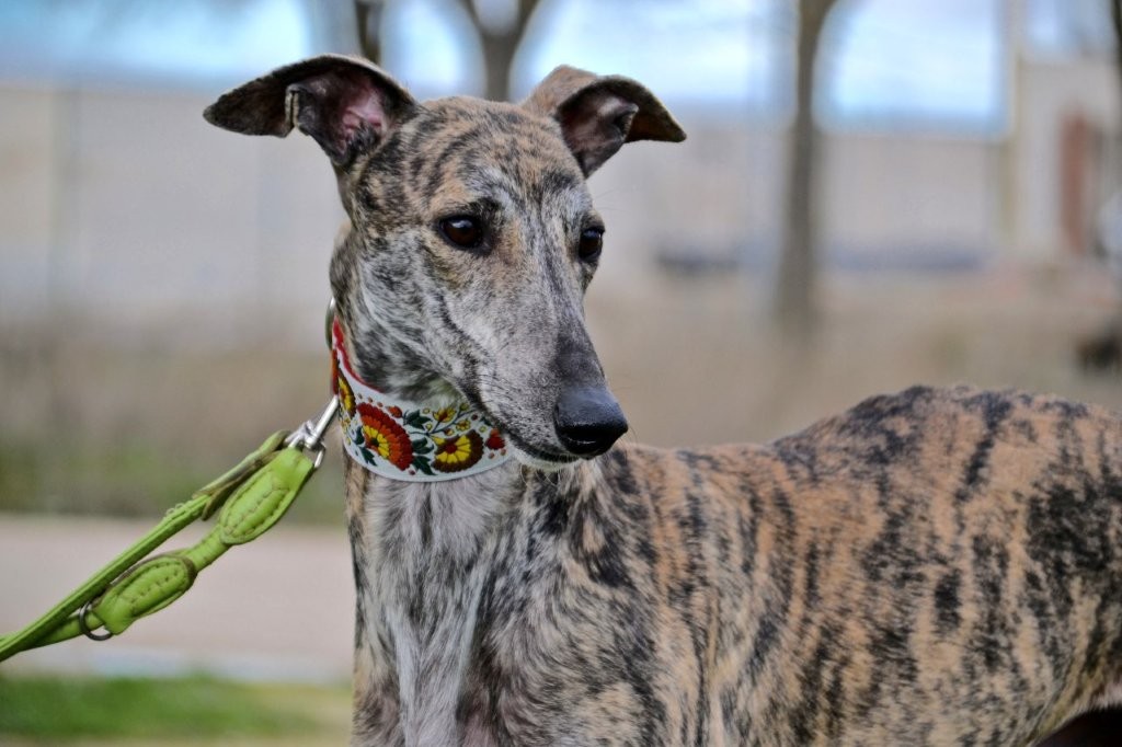 Photo de JOHNNY, un lévrier en attente d adoption