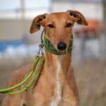 Photo de KIKA, un lévrier à adopté