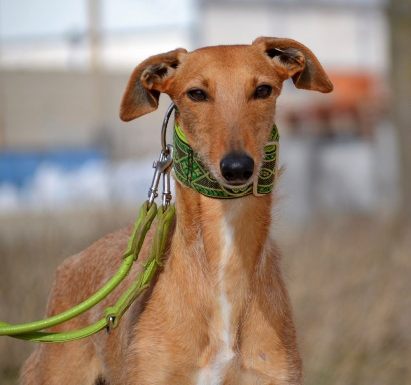 Photo de KIKA, un lévrier en attente d adoption