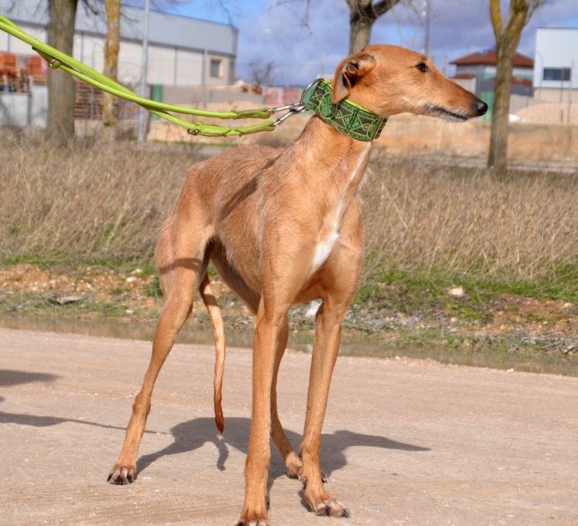 Photo de KIKA, un lévrier en attente d adoption