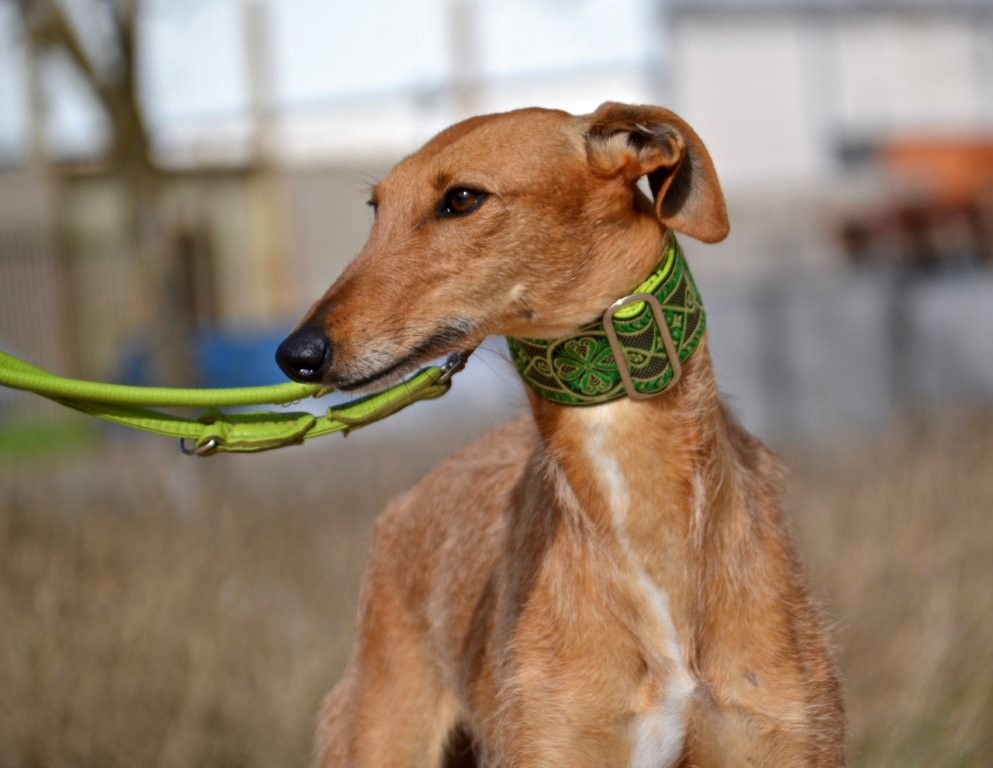 Photo de KIKA, un lévrier en attente d adoption