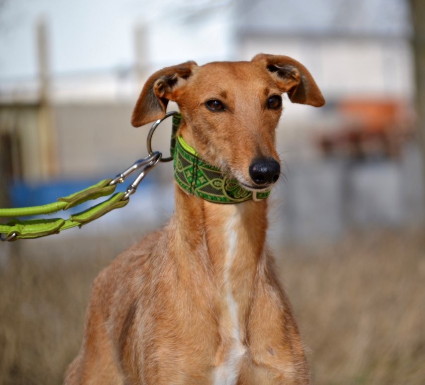 Photo de KIKA, un lévrier en attente d adoption