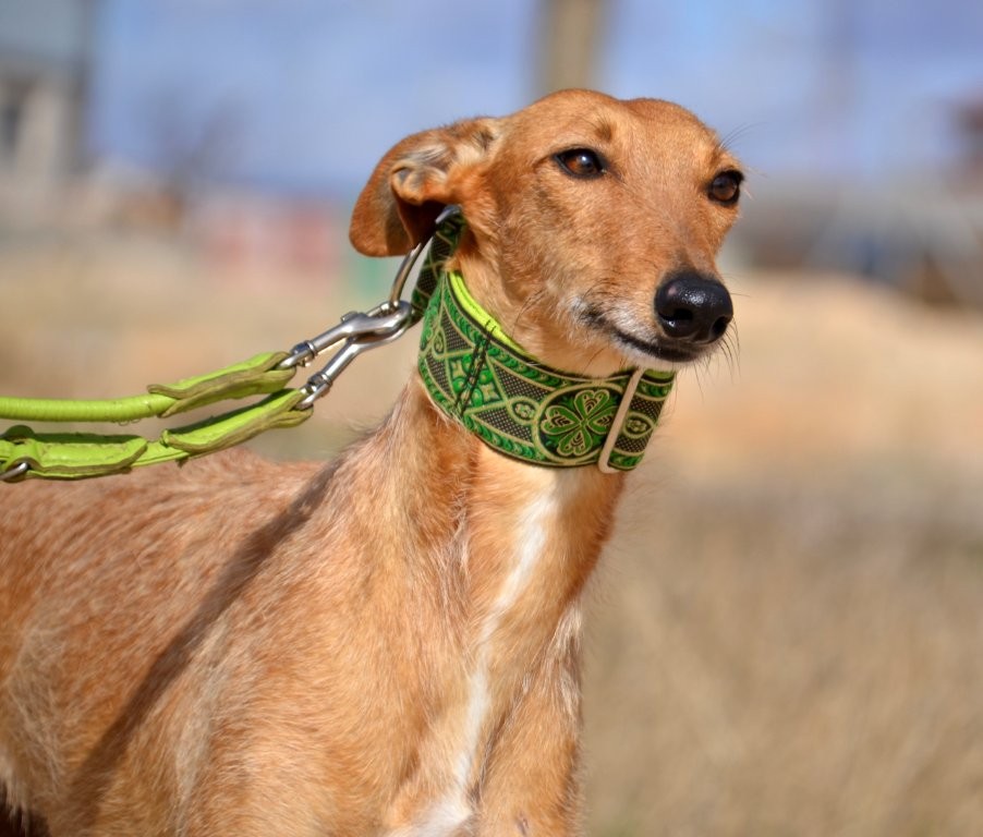 Photo de KIKA, un lévrier en attente d adoption