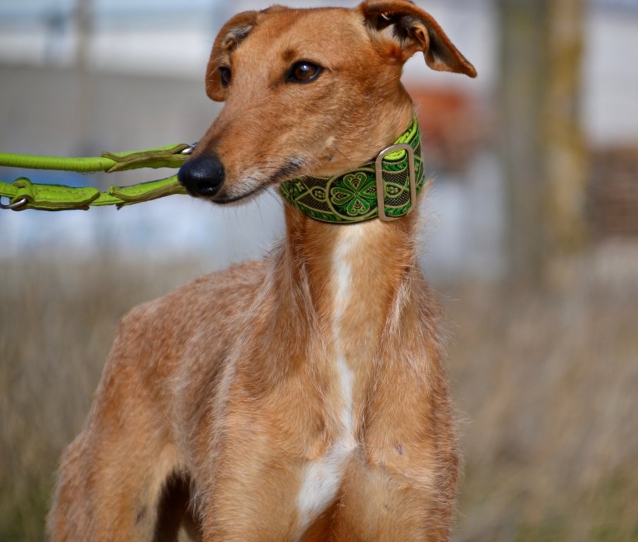 Photo de KIKA, un lévrier en attente d adoption