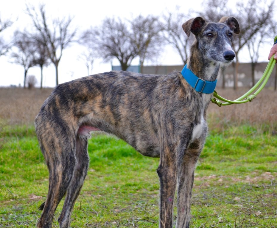 Photo de LOPEZ, un lévrier en attente d adoption