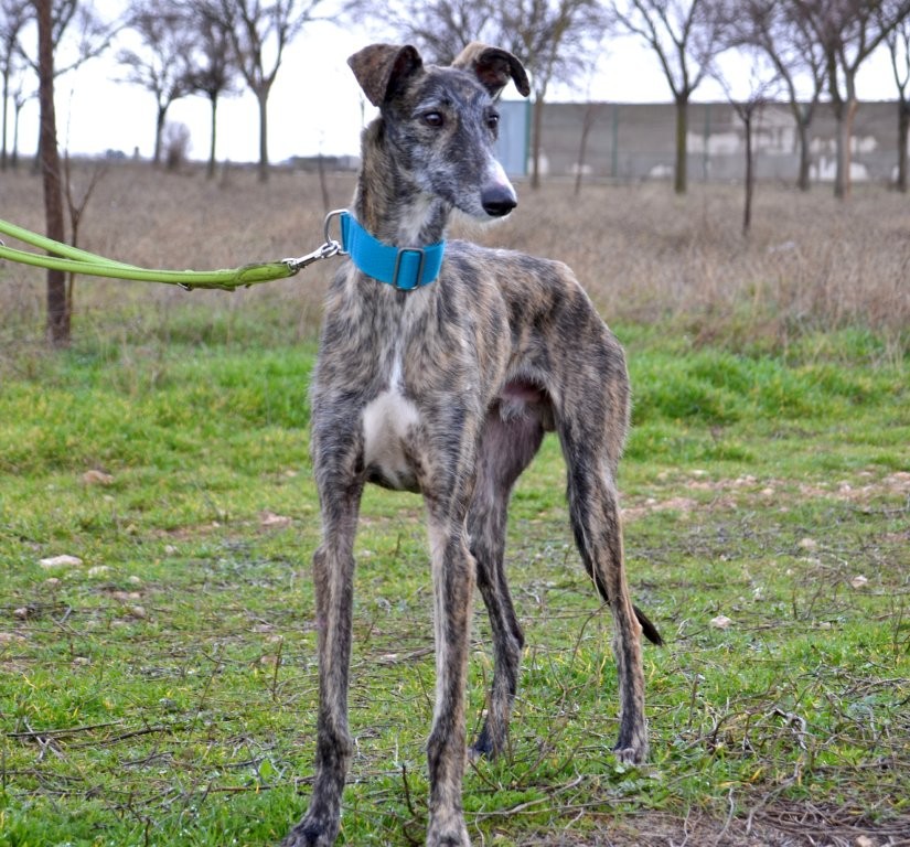 Photo de LOPEZ, un lévrier en attente d adoption