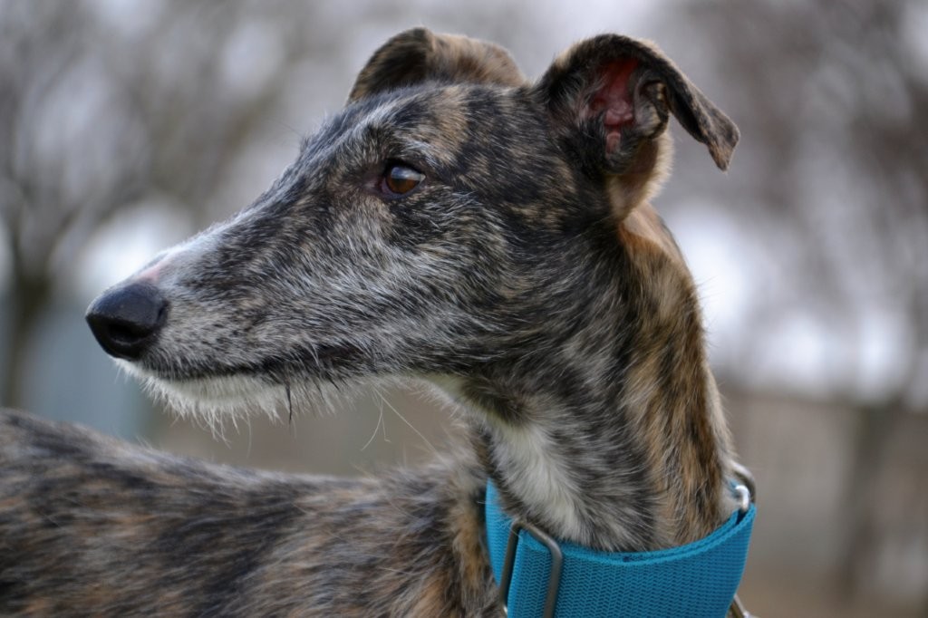 Photo de LOPEZ, un lévrier en attente d adoption