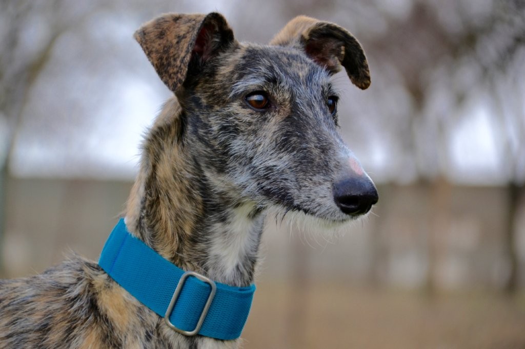 Photo de LOPEZ, un lévrier en attente d adoption